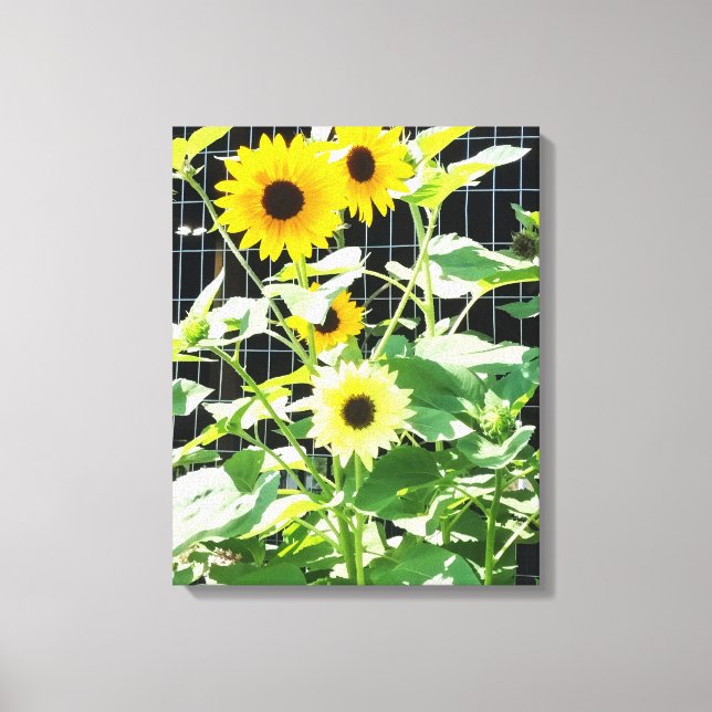 Sunflowers Canvas Print (Front)