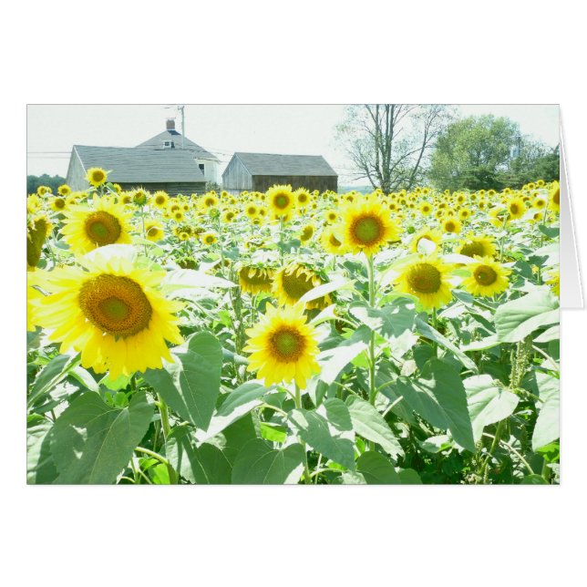 Sunflowers Card (Front Horizontal)