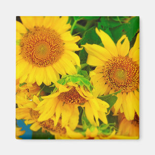 Sunflowers City Market KC Farmer's Market Magnet