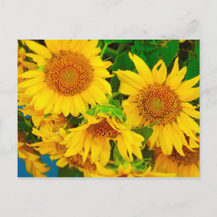 Sunflowers City Market KC Farmer's Market Postcard