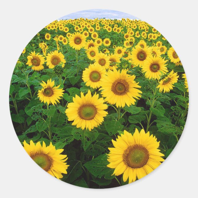 Sunflowers Classic Round Sticker (Front)