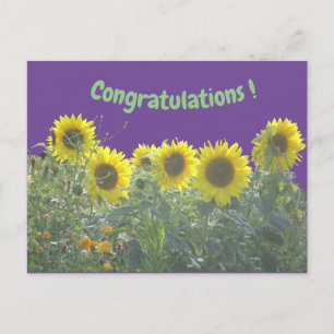Sunflowers Congratulations Postcard