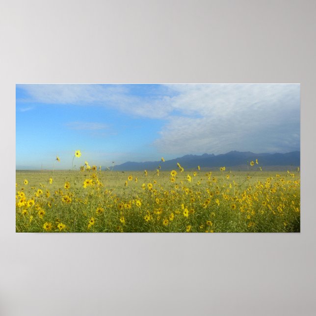 Sunflowers, Dunes & Mountains, Colorado Poster (Front)