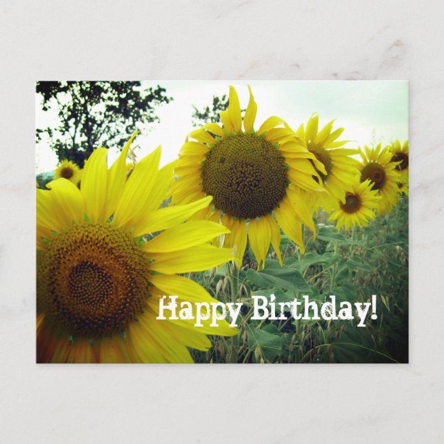 Sunflowers field photo Happy birthday card (Front)