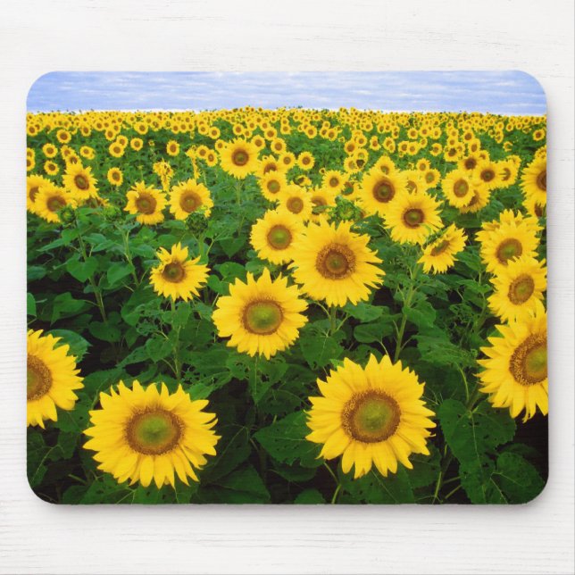Sunflowers Forever Mouse Mat (Front)