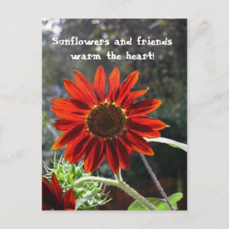 Sunflowers & Friends! Postcard