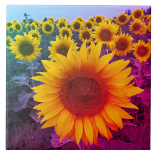 Sunflowers Harvest Bright Colours Country Floral Tile
