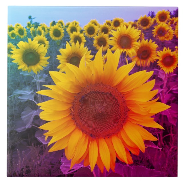 Sunflowers Harvest Bright Colours Country Floral Tile (Front)