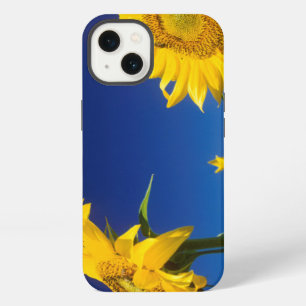 Sunflowers (Helianthus Annuus), Near Senekal iPhone 13 Case