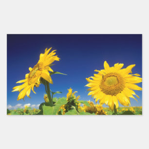 Sunflowers (Helianthus Annuus), Near Senekal Rectangular Sticker