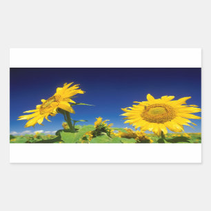 Sunflowers (Helianthus Annuus), Near Senekal Rectangular Sticker
