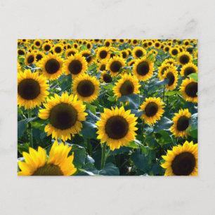 Sunflowers (himawari): Japan Postcard