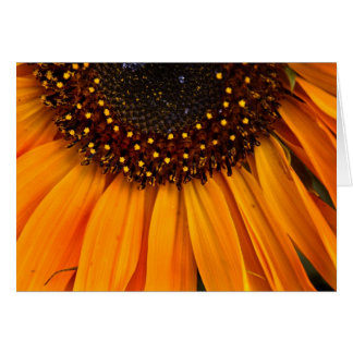 Sunflowers II