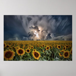 Sunflowers In A Storm Poster
