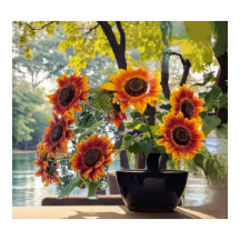 Sunflowers in a vase