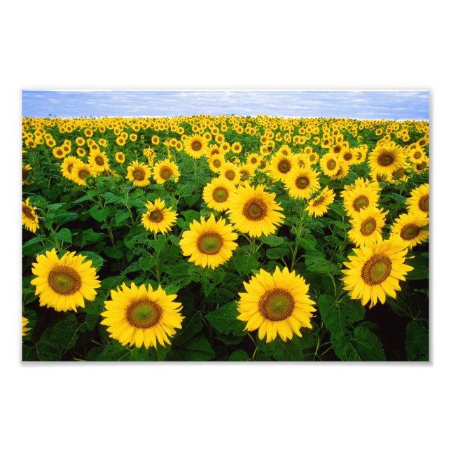 Sunflowers in Fargo, North Dakota Photo Print (Front)