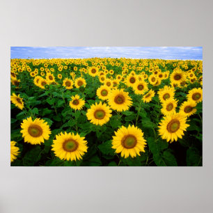 Sunflowers in Fargo, north Dakota Poster