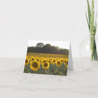Sunflowers In France Holiday Card