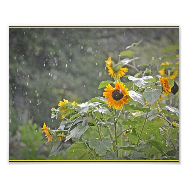 Sunflowers in Summer Rain Photo Print (Front)