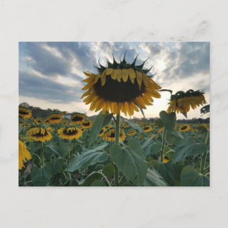 Sunflowers in the Sunset Postcard