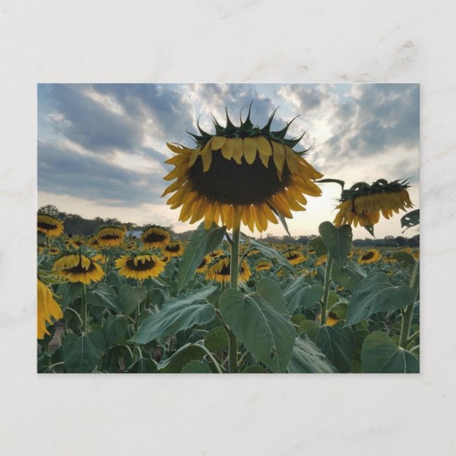 Sunflowers in the Sunset Postcard (Front)