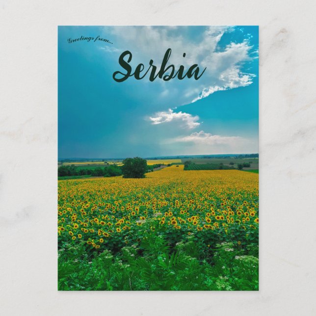 Sunflowers in Žabari Serbia Postcard (Front)