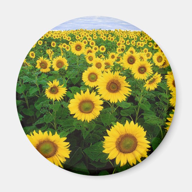 Sunflowers Magnet (Front)