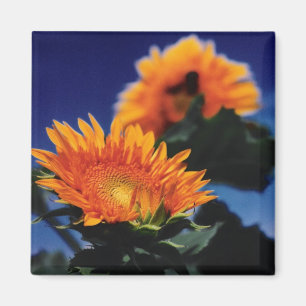 Sunflowers Magnet