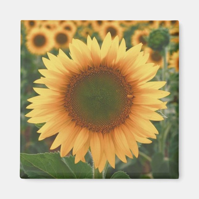 Sunflowers Magnet (Front)