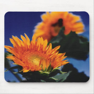 Sunflowers Mouse Mat