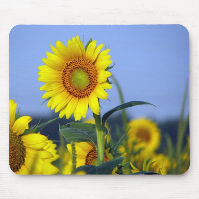 Sunflowers Mouse Mat (Front)