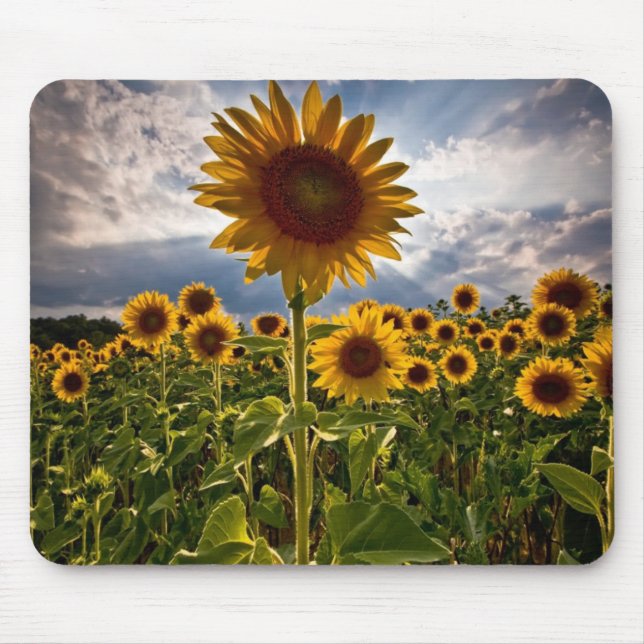 Sunflowers Mouse Mat (Front)