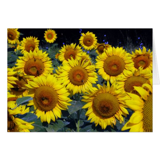 Sunflowers...Nature's Smiling Faces Card