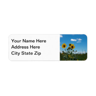 Sunflowers on Blue Sky
