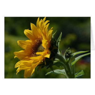 Sunflowers Petals Pollen Yellow