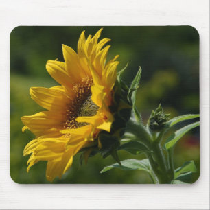Sunflowers Petals Pollen Yellow Mouse Mat