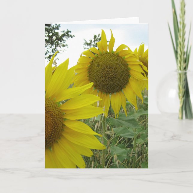 Sunflowers Photo Greeting Card, Standard Card (Front)
