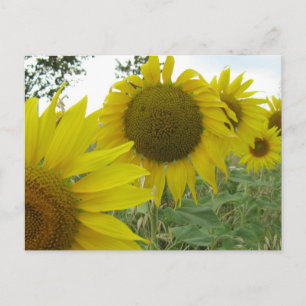 Sunflowers Photo  Postcard