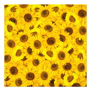 Sunflowers Photo Print