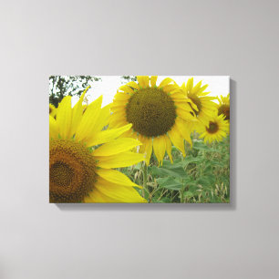 Sunflowers Photo Single Canvas Print