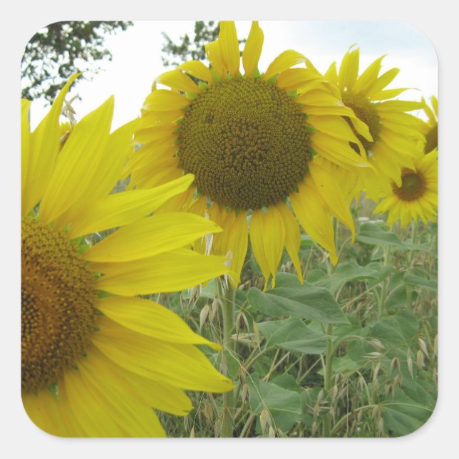 Sunflowers Photo Square Stickers, Glossy Square Sticker (Front)