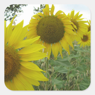 Sunflowers Photo Square Stickers, Glossy Square Sticker