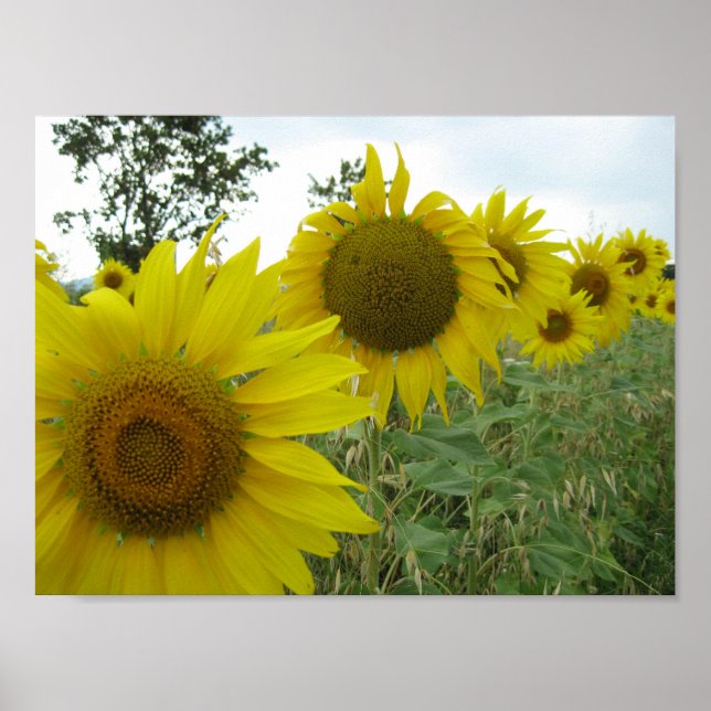 Sunflowers Photo Value Poster Paper (Matte) (Front)