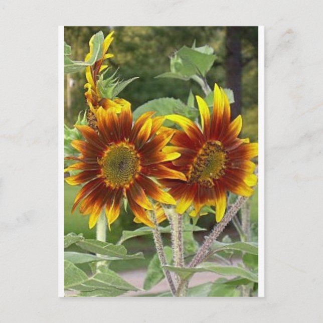 SunFlowers Post Card (Front)