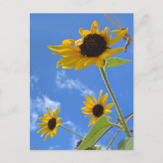 Sunflowers Postcard