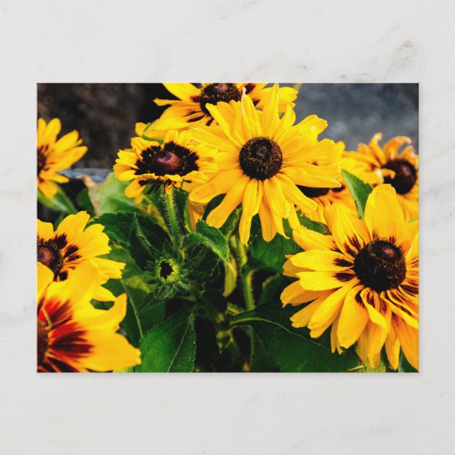 Sunflowers Postcard (Front)