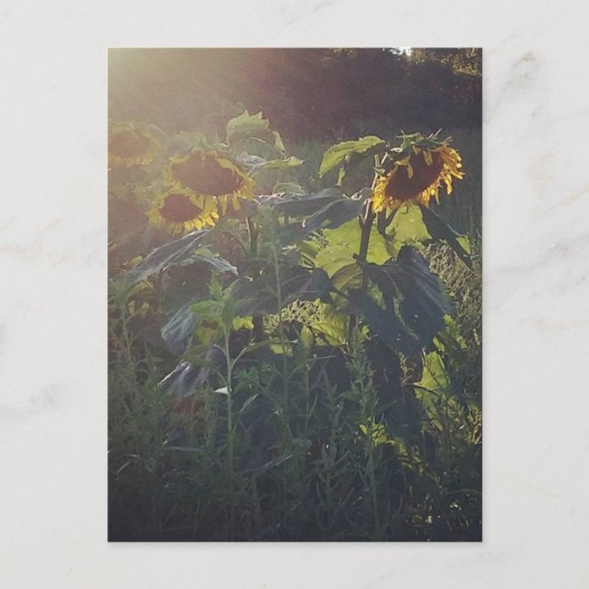 Sunflowers Postcard (Front)