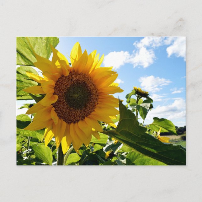 Sunflowers Postcard (Front)