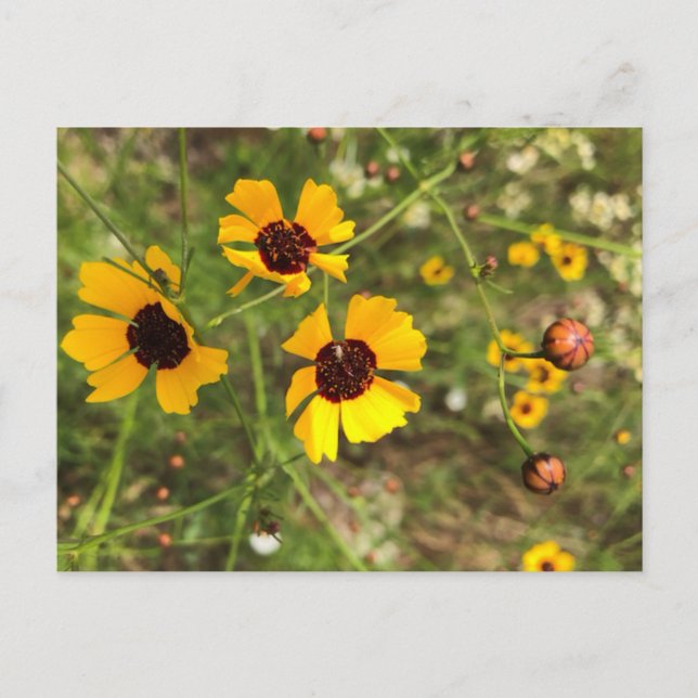 Sunflowers Postcard (Front)