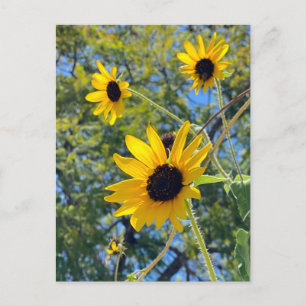Sunflowers Postcard